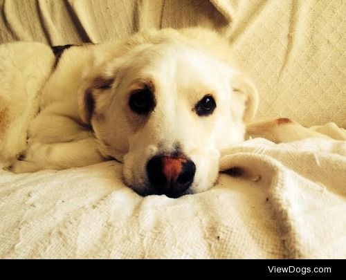 Jack, Siberian Husky/Yellow Lab mix.