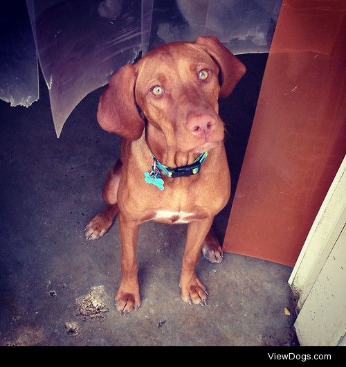 meet Tadler, a 5 month old Vizsla puppy.