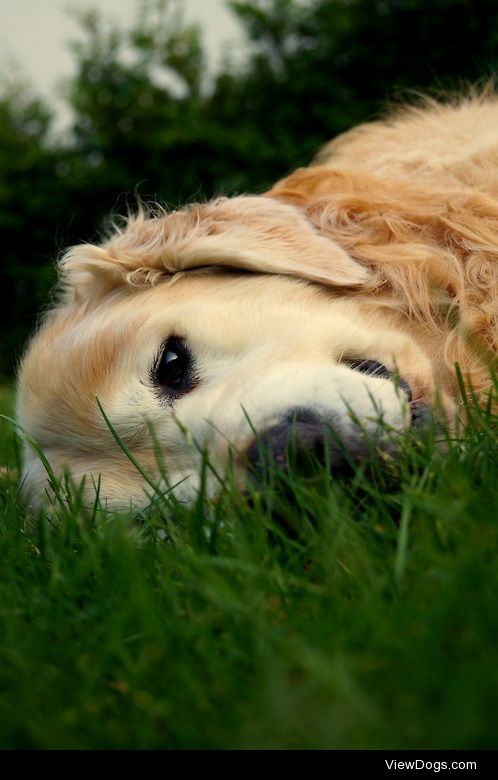 Filo, almost 10 years old golden retriever aka the only man…