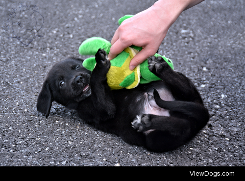 shelterlove:

Blaze the little trouble maker! He was just full…