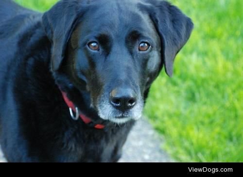 8 year old Black Lab/Pointer cross. Her name is Katie