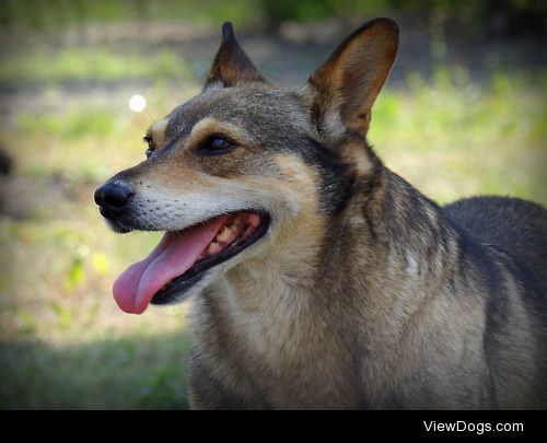 Morus, my 13 years old mixed breed :)