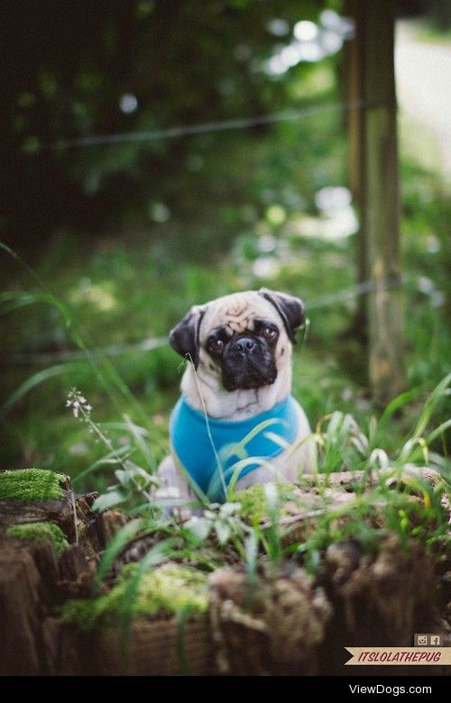 Pug Lola / / Roman Bratschi