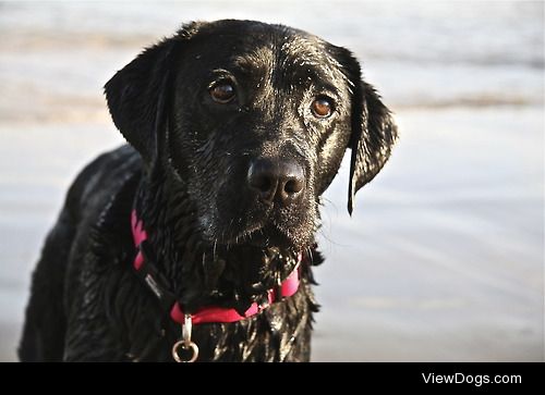 My beautiful lab, Miley :)