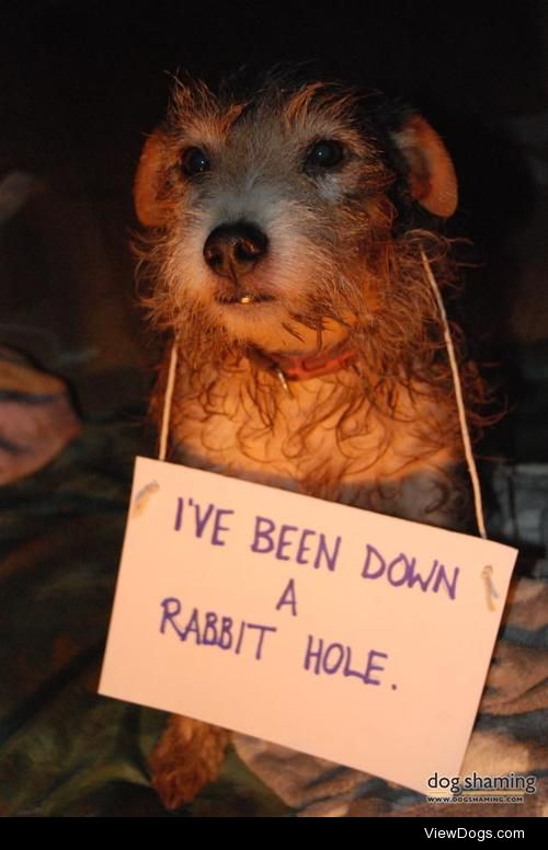 Down the rabbit hole

Took Minnie for a walk, but she ran off…