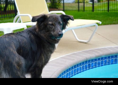 Ollie, 1 year old Border Collie mix
flamesconsort.tumblr.com