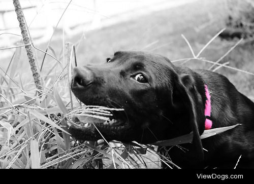 Emma, my energetic 3 mo black lab