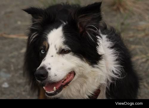 Blitz the Border Collie! (care of thegreebin)