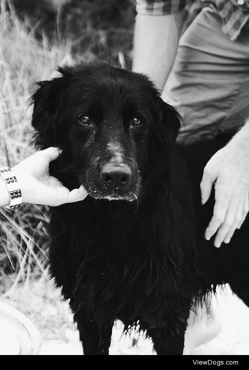Our beautiful black Lab Golden Retriever cross KC, who passed…