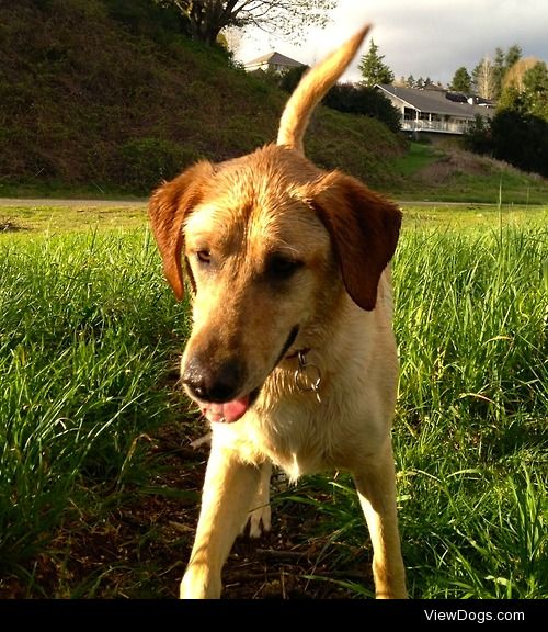 This is Toby, he is a 3 year old yellow lab and his favorite…