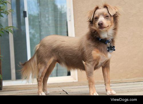 Dobby is our 1 year old long haired chiweenie