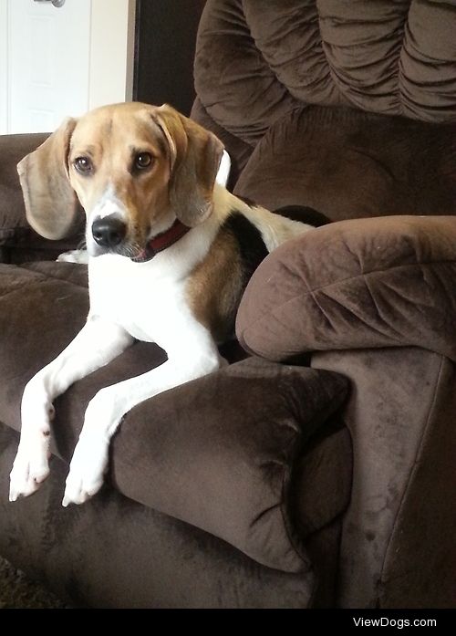 Brook, the beagle/hound mix!