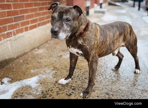 Duke
Pit Bull Terrier • Senior • Male • Large
STREET TAILS…