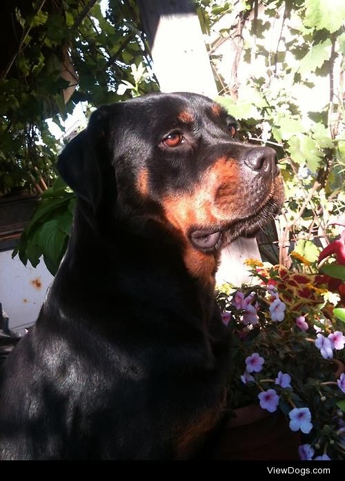 My beautiful rottweiler Brenda