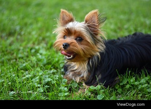 Lily Yorkshire Terrier / / Tammy Costain