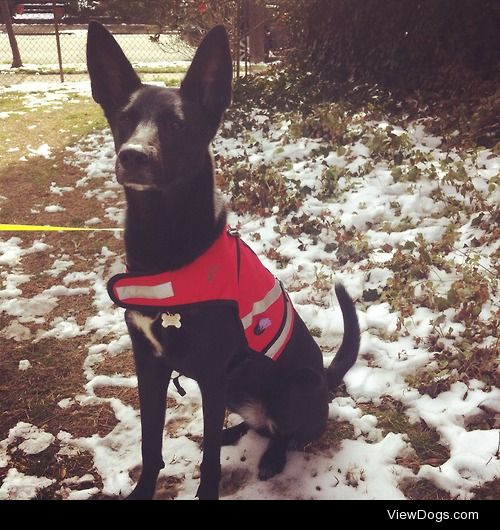 Audrey the black Belgian malinois