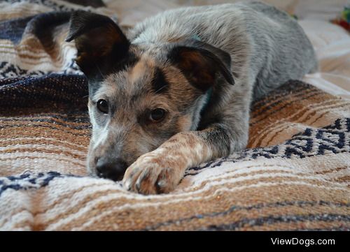 My darling blue-heeler, Margot