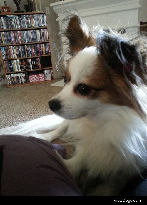 This is Gizmo, she’s an adorable 3yo Papillon and loves all…