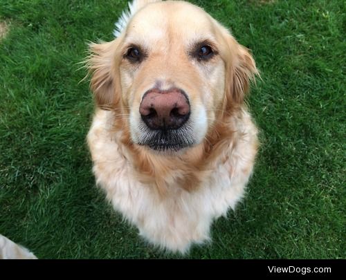 My beautiful Toby, looking up at me and asking for a bite of my…