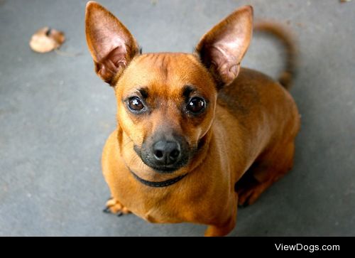 my handsome lil boy, Ben the Chiweenie (Chihuahua x Dachshund)