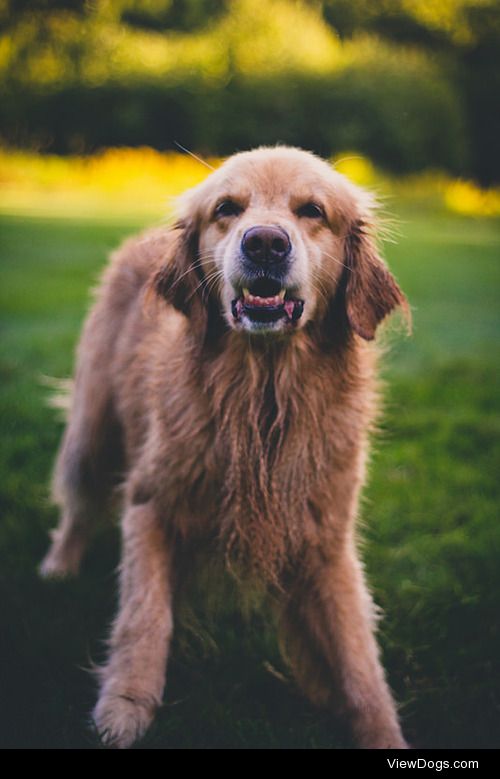 wickedchant:

her barking faces are just really amusing