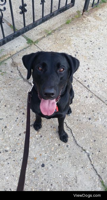 This is Holly, my 1 year and 4 months black Labrador Retriever. 