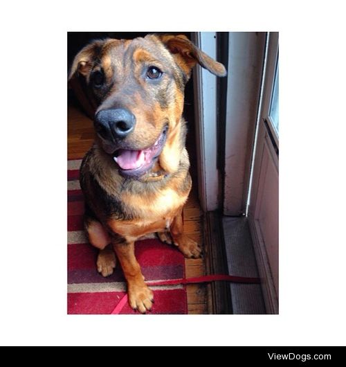 Australian Cattle dog mixed with Lab