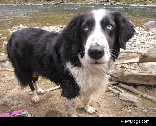 Ike the border collie/springer spaniel mix loves to swim after…