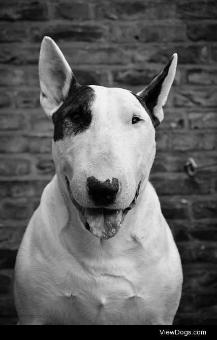 bullterrierlove:

untitled by Hannah Verhoeven on Flickr.