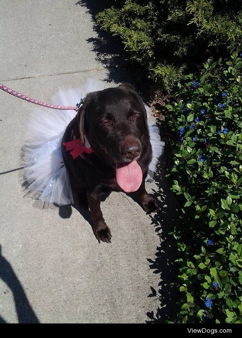 My girl, Zoe, on her 10th birthday, sporting her favorite tutu….