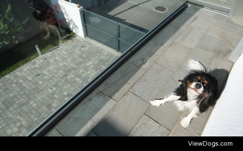 Sunbathing graciously (Zoe, 2 year old Cavalier King)