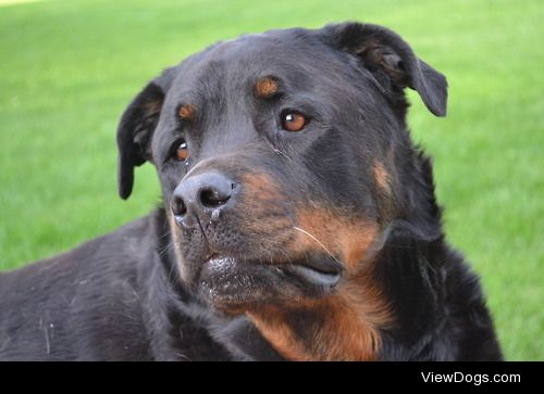 My 6 year old Rottweiler, Xxx’z