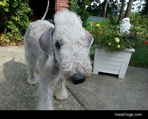 Harry the Bedlington Terrier
more of Harry and his friends here