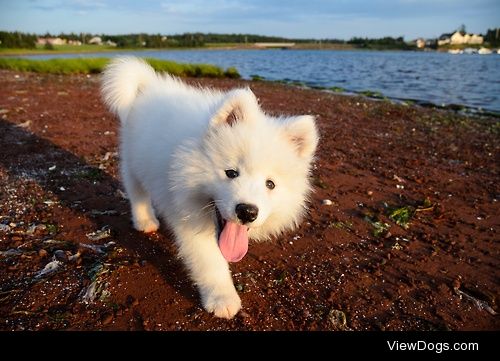 Beach puppy / / Curtis