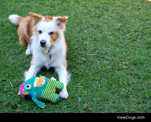 bamboo – red and white border collie