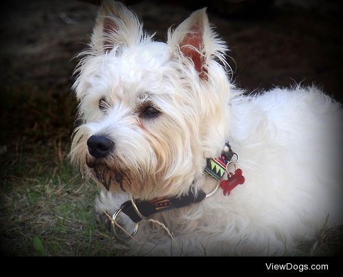 Bado, 1 year old mix west highland white terrier :)