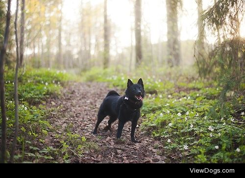 Schipperke / / Vaja