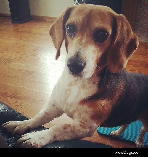 Rukia, my eight year old lovable beagle. :)