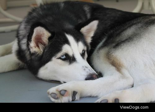 Ziva – Female Siberian Husky – Born November 22, 2013