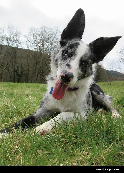 Our lovely Blue merle collie Sulley!