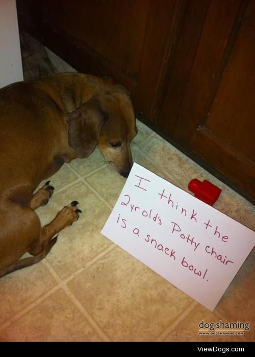 Potty poopin’ dachshund

I think the 2 yr olds potty chair is my…