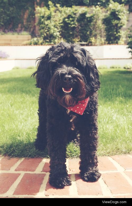 Pepsi, my Tibetan Terrier, always looks so happy when it’s sunny