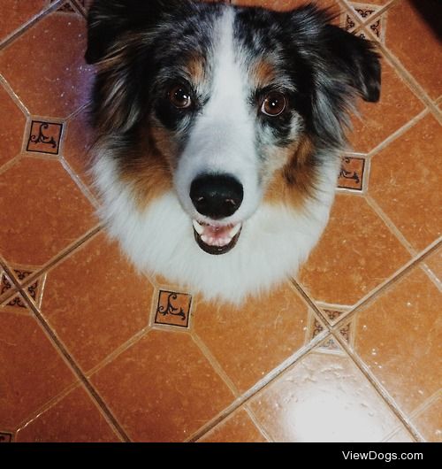 My beautiful Australian Shepherd, Sheila, turns 4 today :) light…