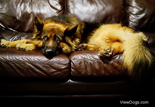 Bishop.  He likes chasing birds, walks and my couch.  MY couch.