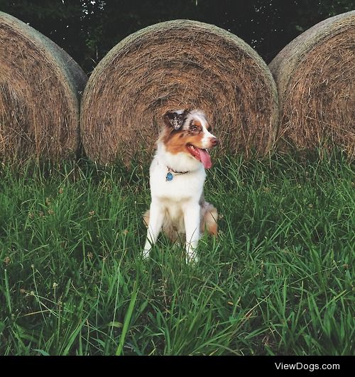 Meet Gidget, she’s a red merle Australian Shepherd and she…