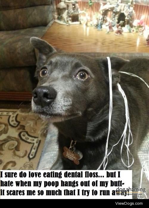 Mistie’s Dingly Dangly Problem

“I sure do love eating dental…