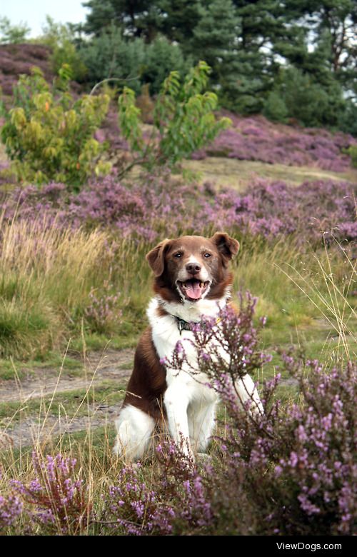 wolvster:

This is Axel, a Fox Terrier/ Stabyhoun mix. He’s 15…