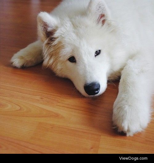 welovesamoyeds: