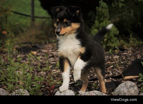 Ears perked up and ready for action! //Sparta the Sheltie