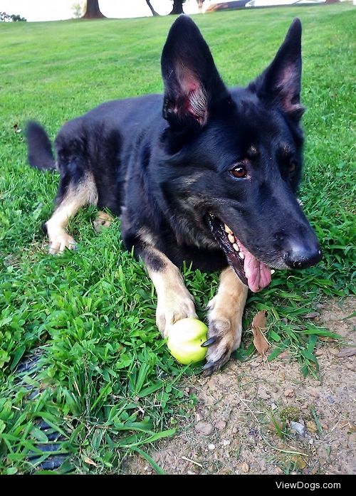 Our 8 year old German Shepherd, King Leonidas, playing with his…